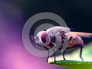 TheÂ houseflyÂ & x28;Musca domeia& x29; is a fly of the suborder Cyclorrhapha. in indian village garden image